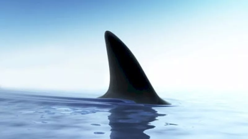 shark